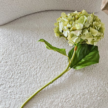 将图片加载到图库查看器,Green Dried Hydrangea (Single Stem)