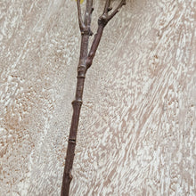 将图片加载到图库查看器,White Cherry Blossom (Single Stem)