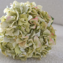 将图片加载到图库查看器,Green Dried Hydrangea (Single Stem)